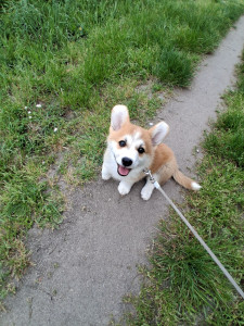 Photo de galerie - Garde chien