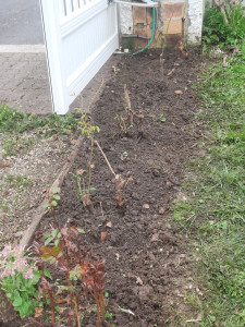 Photo de galerie - Rosiers suite