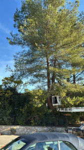 Photo de galerie - Abbatage d'arbres avec nacelle 