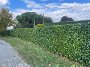 Photo de galerie - Taille d’une haie de 200 mètres linéaires 