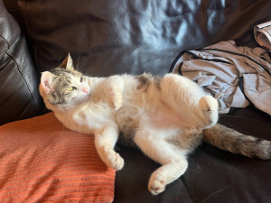 Photo de galerie - Garde chat