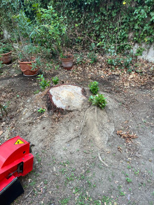 Photo de galerie - Rognage de souche 