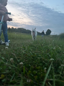 Photo de galerie - Voici un berger blanc suisse que j’ai gardé à la maison pendant 20j qui courait comme un fou dans les champs 