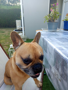 Photo de galerie - Mon fils garde le chien de mes amis de tant en tant Oslo à la maison 