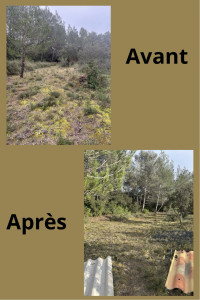 Photo de galerie - Tonte de pelouse - Débroussaillage