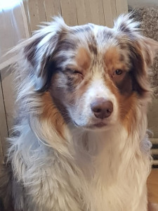 Photo de galerie - Ceci est notre berger Australien 