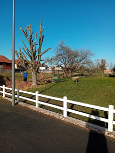 Photo de galerie - élagage et préservation si possible des arbres