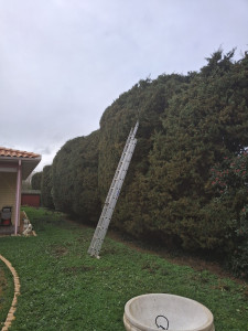 Photo de galerie - Taille d’une haie de cyprès chez un particulier à Leguevin.