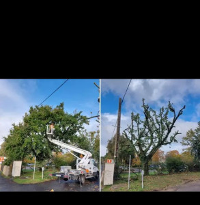 Photo de galerie - élagage d'arbres avec ou sans nacelle 