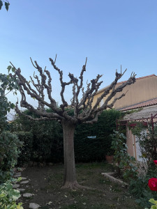 Photo de galerie - Elagage et coupe d'arbres