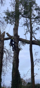 Photo de galerie - Elagage et coupe d'arbres