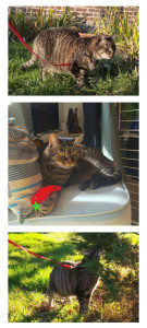 Photo de galerie - Promenade, jeu