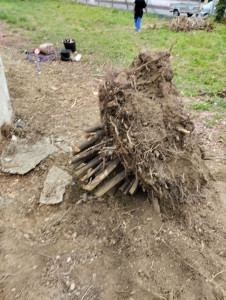 Photo de galerie - Desouchage de petits arbres, arbustes, sapinete. le prix dépend de la taille de la souche, l'âge de l'arbre, le terrain.