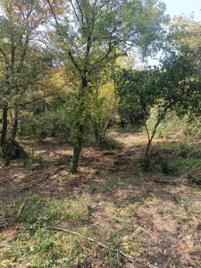 Photo de galerie - Conducteur de pelle et nettoyage de de terrain en friche 