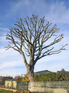 Photo de galerie - Élagage d’arbres