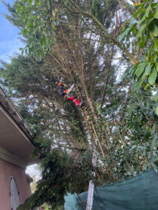 Photo de galerie - Rabattage de haies accès difficile 