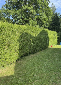 Photo de galerie - Taille de haies et d'arbustes
