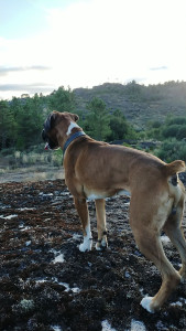 Photo de galerie - Bonjour je vous propose mes services en tant que jardinier pour tondre au pelouse ou petit travaux de jardinage avec mon ou votre matériel ainsi que le nettoyage de panneaux solaires