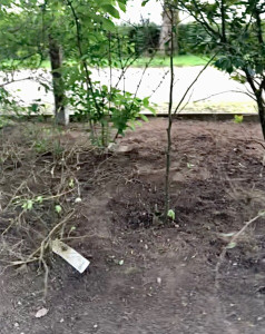 Photo de galerie - Désherbage et entretien de parterre 