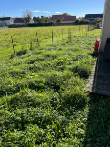 Photo de galerie - Tonte de pelouse - Débroussaillage