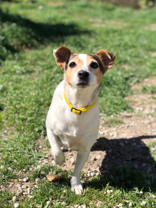 Photo de galerie - Garde animaux