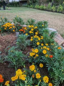 Photo de galerie - Plantation