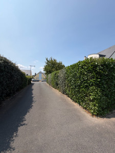 Photo de galerie - Taille de haie de 30 m sur 3m de hauteur 