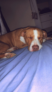 Photo de galerie - Petite sieste pour Starlette lors de sa garde ?