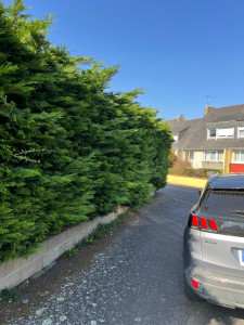 Photo de galerie - Taille de haies et d'arbustes