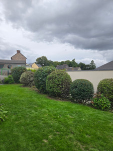 Photo de galerie - Taille en boule sur plelan