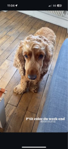 Photo de galerie - Garde Scotty cocker de 2 ans 