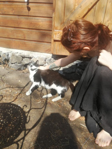 Photo de galerie - Je nourris vos chats et passent du temps avec eux en votre absence 