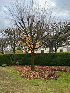 Photo de galerie - Élagage avant