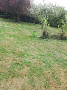 Photo de galerie - Pelouse propre
