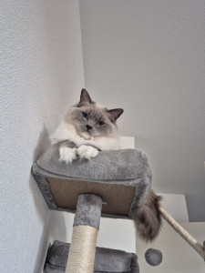 Photo de galerie - Ragdoll ?