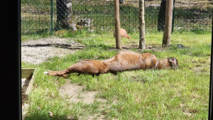 Photo de galerie - Garde chien