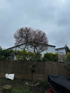 Photo de galerie - Taille de haies et d'arbustes