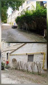 Photo de galerie - Tailles sévère de buissons