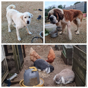 Photo de galerie - Visite à domicile, promenades