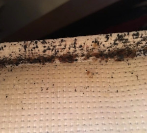 Photo de galerie - Présence importante de punaises de lit détectée sur un sommier. Après inspection, un traitement complet est mis en place pour une élimination efficace et durable. Intervention rapide, discrète et adaptée à chaque situation.