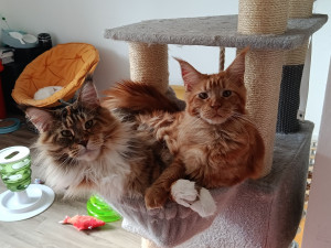 Photo de galerie - Mes petits loulous 
