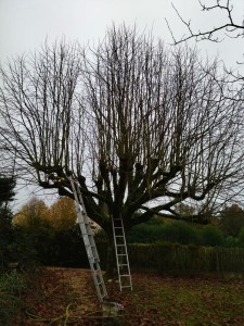 Photo de galerie - Elagage et coupe d'arbres