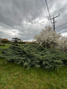 Photo de galerie - Taille de haies et d'arbustes