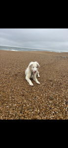 Photo de galerie - Garde chien