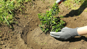 Photo de galerie - Plantation d’arbustes 