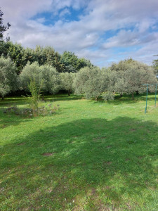 Photo de galerie - Tonte de pelouse