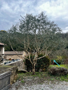 Photo de galerie - Elagage et coupe d'arbres