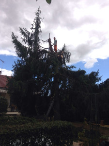 Photo de galerie - Abattage d’un sapin 