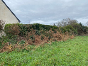 Photo de galerie - Débroussaillage