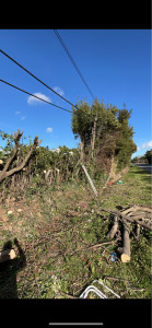 Photo de galerie - élagage et taille de haie 